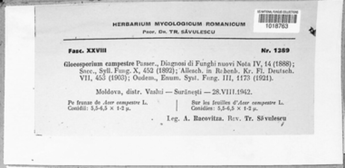Discula campestris image